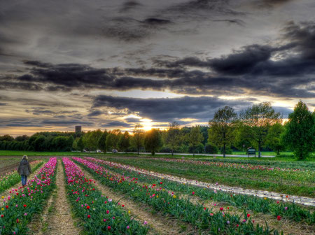 Blumen selber schneiden... (HDR, Photomatix)