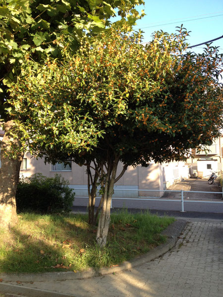 公園に植えられたキンモクセイ 街中がすばらしい香りです