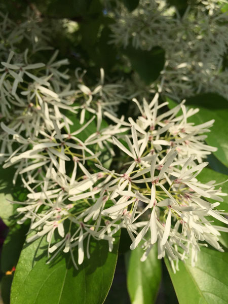 よく見ると細い花が沢山集まっているのが分かる ヒトツバタゴ=ナンジャモンジャの花