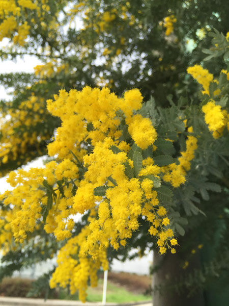 ほわんと可愛いミモザの花　今日はミツバチが相当ぶんぶん飛んでいました　守山区で有名な養蜂場へ飛んでいくのかしら？