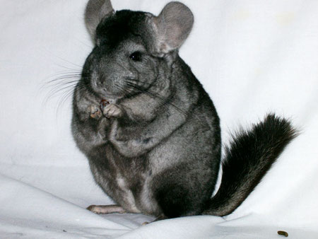 Fuente: http://www.valleyviewchinchillas.com/chinchillas.html