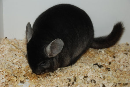 Ebony dark.