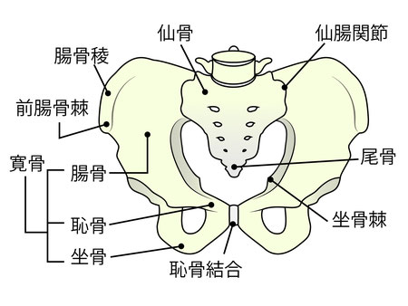 仙腸関節　骨盤　図