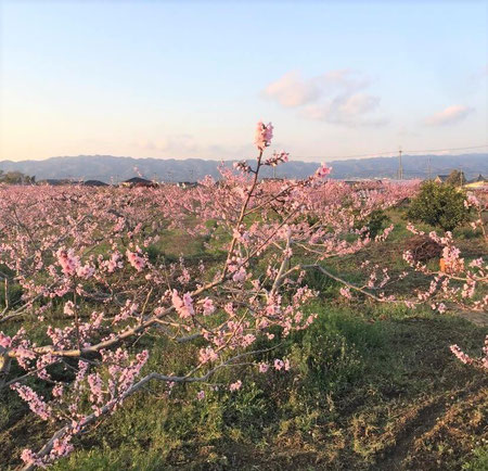 和歌山 大地虹色　 森のようちえん　 全日制小学校　 開園 開校 フリースクール オルタナティブスクール 日本食養協会 西式甲田療法 甲田式 甲田光雄 食育 無添加 ビーガン オーガニック 自給 少食 RAW マクロビオティック 秋山佳胤 能木ひろみ ファスティング 断食 腸活 レストラン 自然食