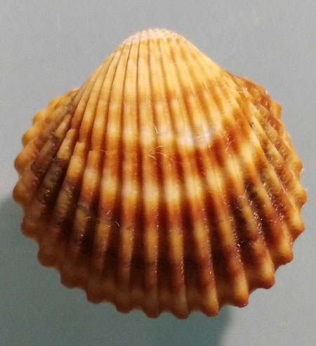 Acanthocardia tubercolata, Santa Severa.