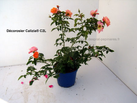 Producteurs Décorosiers et Rosiers