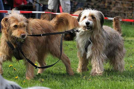 Luna und Kiwi zeigen Tricks beim Wällertreffen, © Hjordis Lübker