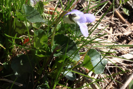 Hain-Veilchen - Viola riviniana (G. Franke, 29.03.2019)
