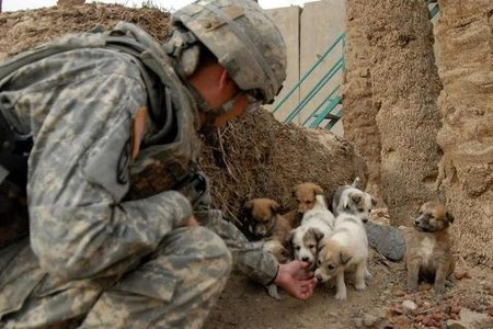 考えさせられる 犬の目線から戦争の意味を問いかける１０枚の写真 タビビトの白ブログ