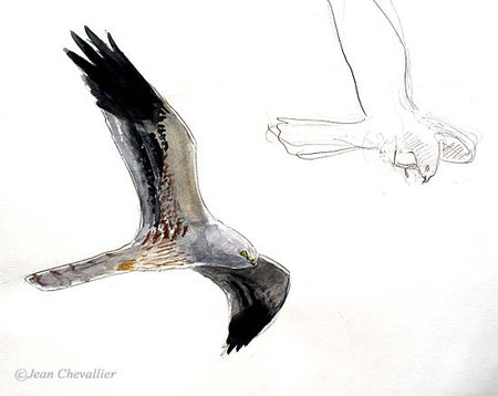 busard cendré (montagu's harrier) Jean Chevallier