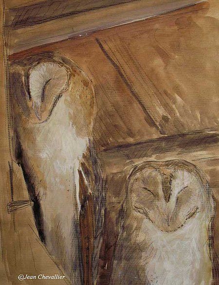 barn owl