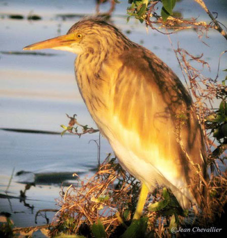 squacco heron