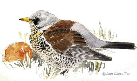 grive litorne turdus pilaris aquarelle Jean Chevallier