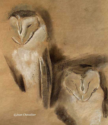 barn owl pastel jean chevallier