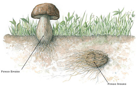 Cane da Tartufi