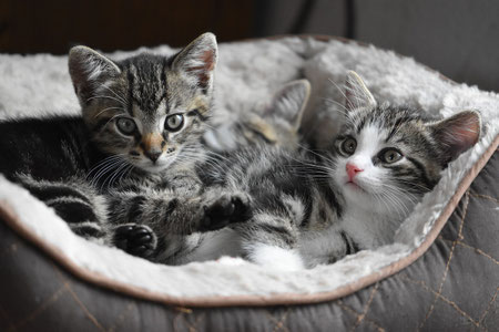 Tierbetreuung, Katzenbetreuung 