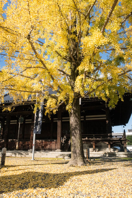 京都 頂妙寺イチョウ