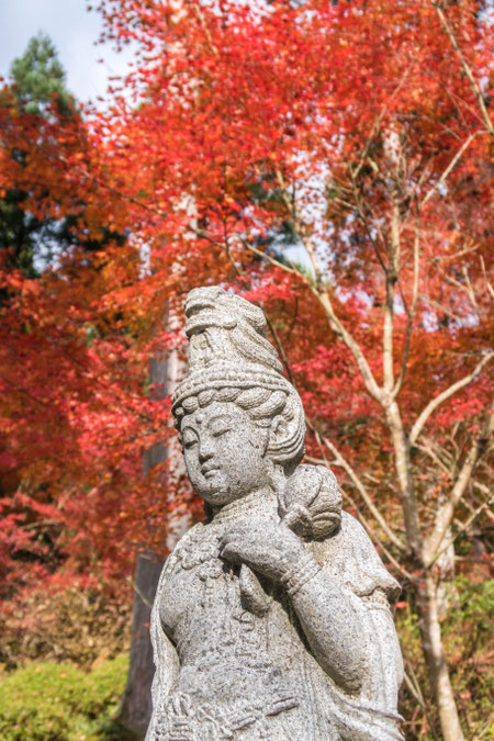 京都大原三千院の紅葉