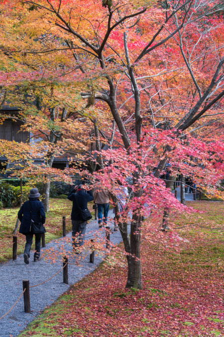 京都大原三千院の紅葉