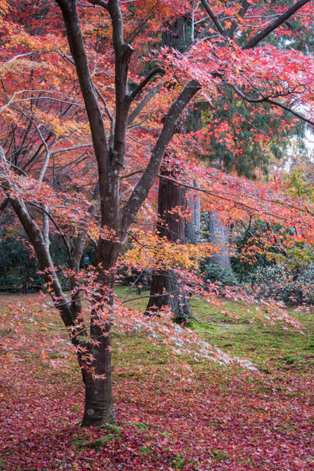 京都大原三千院の紅葉