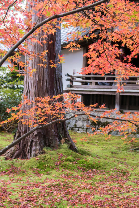 京都大原三千院の紅葉