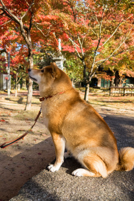 京都・真如堂紅葉 犬