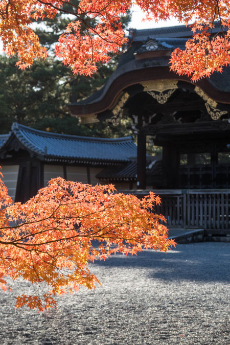 京都御苑の紅葉