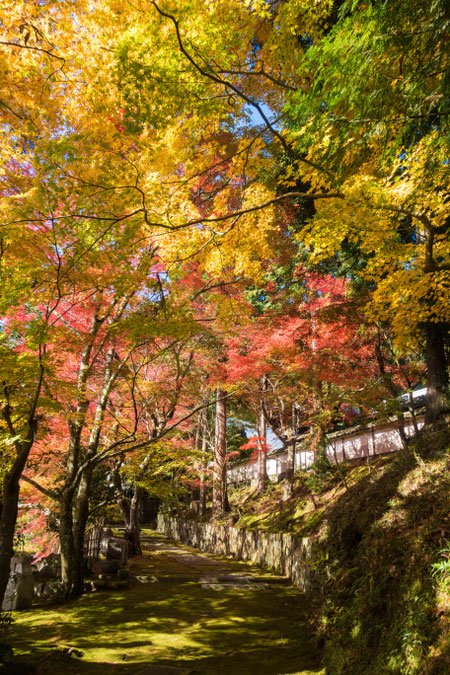 京都亀岡 苗秀寺の紅葉