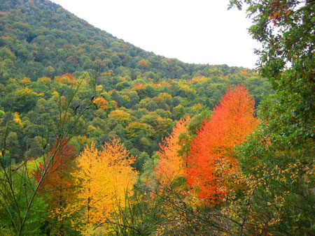 Pfälzer Herbstwald