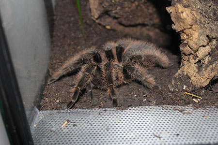 Vogelspinne Bombardierspinne mit vielen Haaren im Terrarium in Lauerstellung