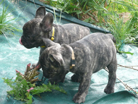 on jardine toujours, quel boulot !!! Fanny et Florence