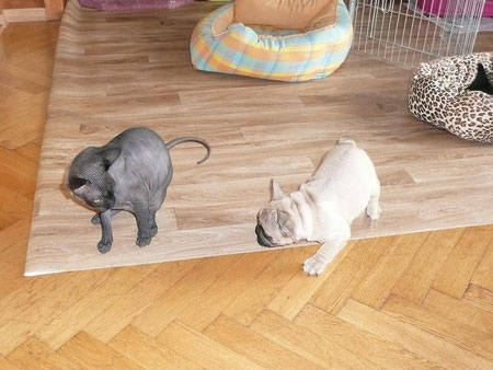 drôle de bestiole !!!!