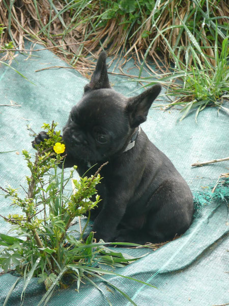 ça sent bon une fleur :-), F'Roki