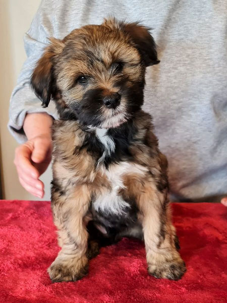 Mylo mit 8 Wochen
