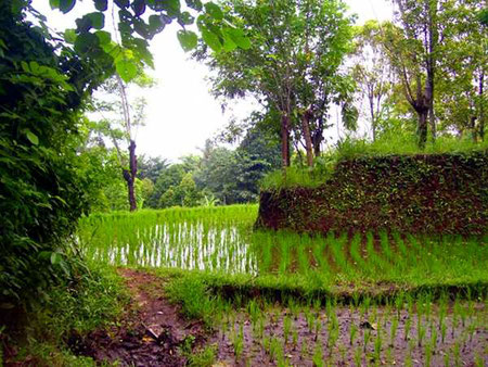 ricefields