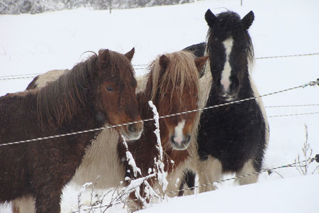 Capucine, Ambre et Alpha sous la neige