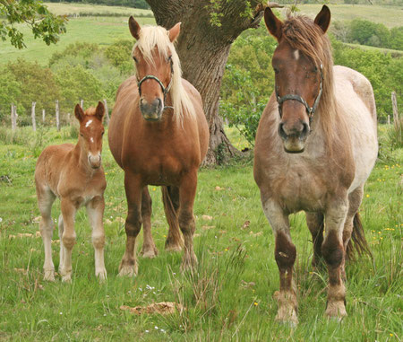 La famille cheval prenant la pause