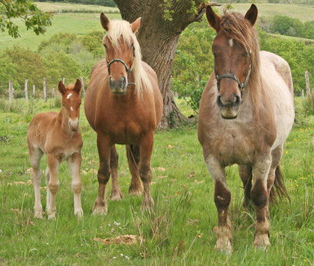 La famille cheval prenant la pause 