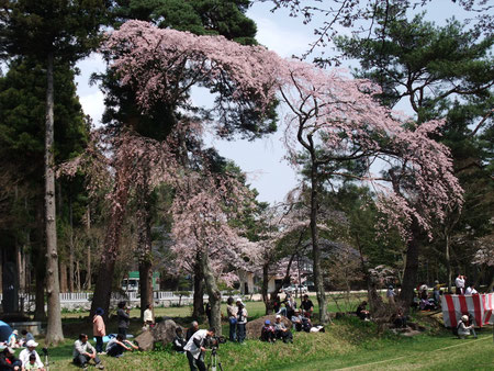 春　馬場の桜