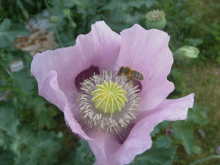 Fleur de pavot