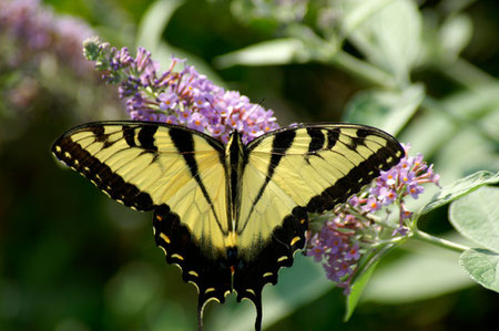 © Penny Williams. Life offers us opportunity to morph from a caterpillar to a gorgeous butterfly.  Such is the mystery of life when we trust the process and embrace life on its own terms.