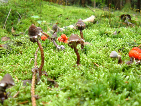 Cortinarius paleaceus