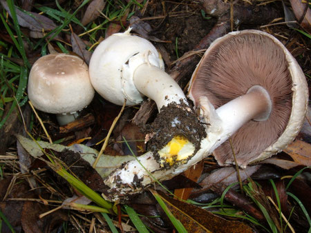 Agaricus xanthoderma