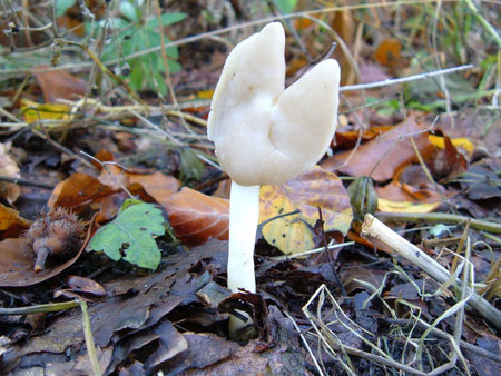 Helvella 