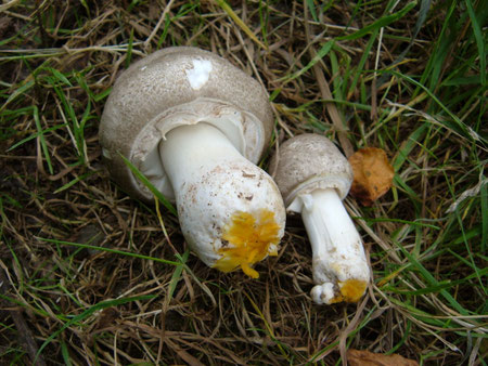 Perlhuhn Champignon