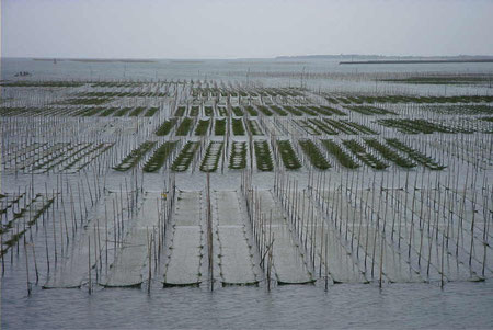 『青海苔』の養殖風景です