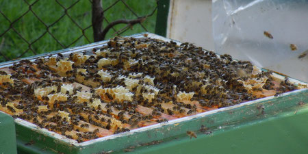 Honig aus Anröchte Bienen Waben Bienenbeute 