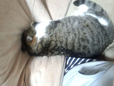 こたつで甘える猫