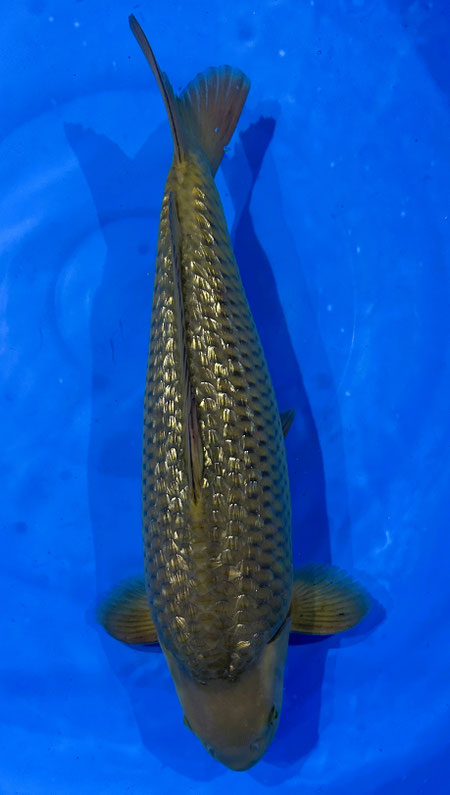 Marusei Nisai Ginrin Chagoi, 43 cm, male, Preis 230 Euro 