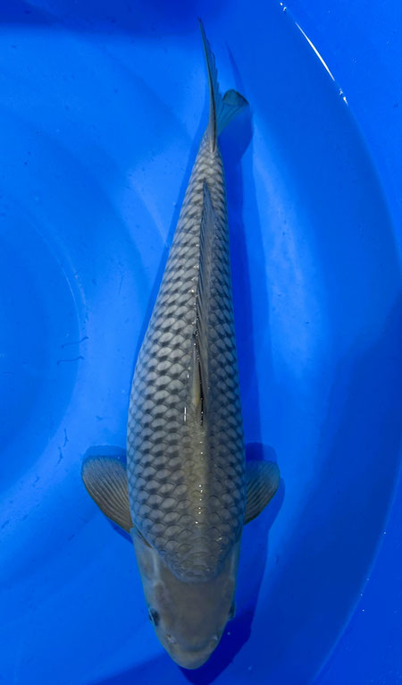 Shinoda Nisai Soragoi, 50 cm, male, Preis 200 Euro, verk.